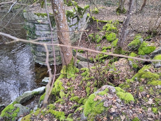 Bild von Ufer mit von Moss überzogenen Steinen. Vorne Waldboden, in der Mitte der Fuss zweier Bäume und hinten eine aus altem Mauerwerk gemauerte Stütze, welche im Wasser steht, das auf der linken Bildseite weitergeht.