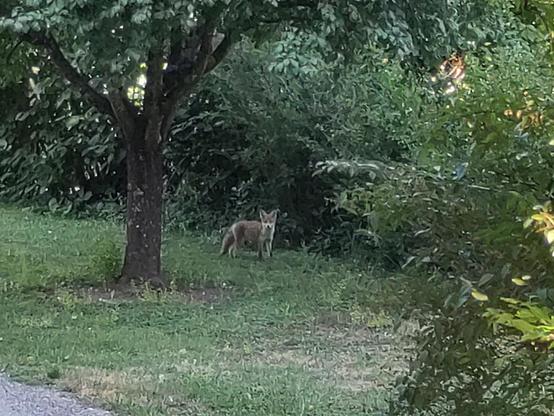 Ein eher jung wirkender Fuchs steht vor einer Hecke unter einem Baum auf der Wiese und schaut in Richtung der Kamera zurück. Die Ohren gespitzt auf 